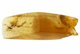 Two Unusual Fossil Mites (Acari) in Baltic Amber #357917-1